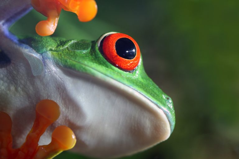 Red Eyed Tree Frog Species Guide All Must Know Facts And Pics 1307