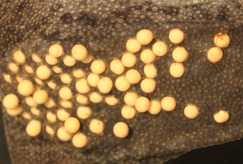 Sabana Surinam toad (toad) eggs