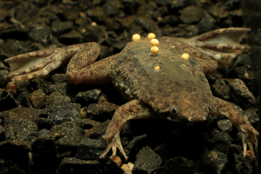 Frog Giving Birth Through Back