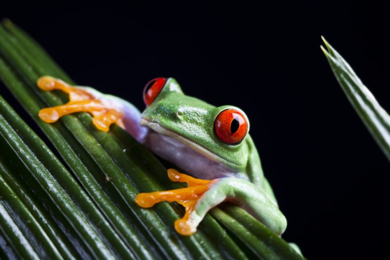 Red-Eyed Tree Frog Species Guide: All Must-Know Facts & Pics