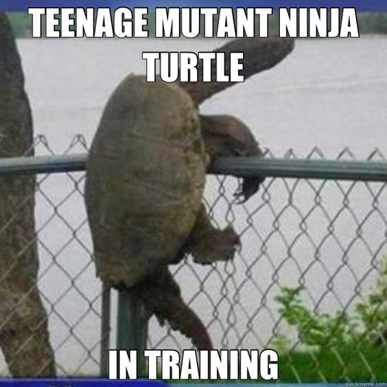 Teenage Mutant Ninja Turle In Traning