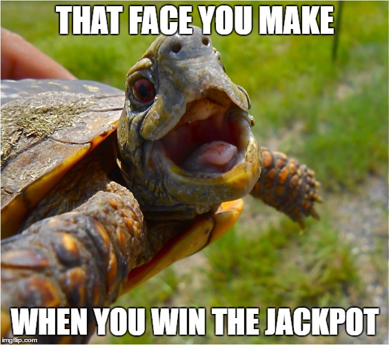 30 Hilarious Turtle Memes That Will Make Your Day Brighter 