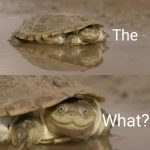 30+ Hilarious Turtle Memes That Will Make Your Day Brighter!