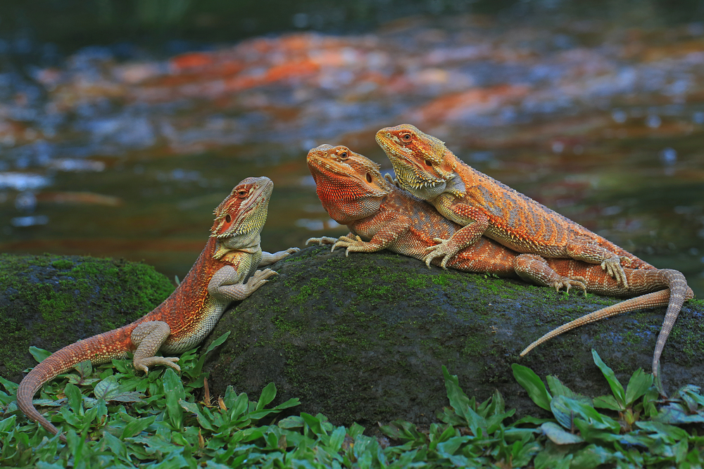 Three bearded dragons