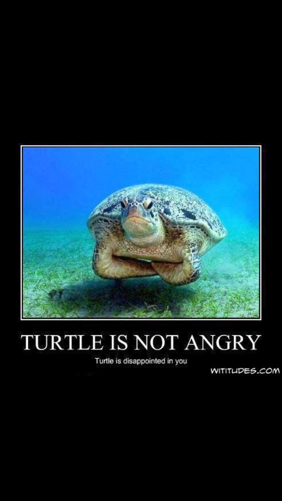 Turtle is not angry, Turtle is disappointed in you meme