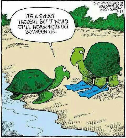 Turtles funny meme