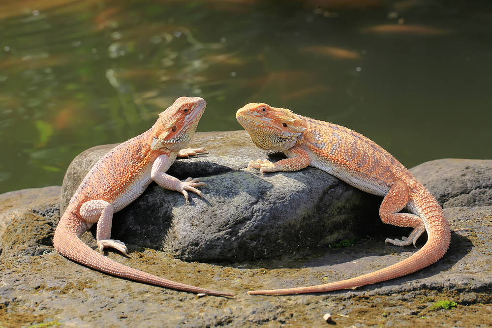 chinese water dragon swimming in pool