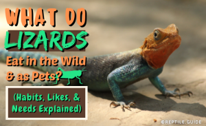 What Do Lizards Eat in the Wild & as Pets? A Complete Guide!