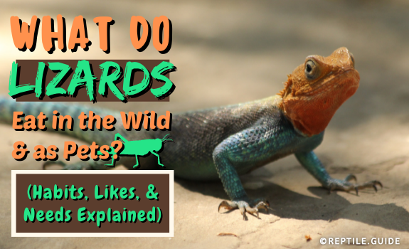 What Do Lizards Eat in the Wild & as Pets A Complete Guide!