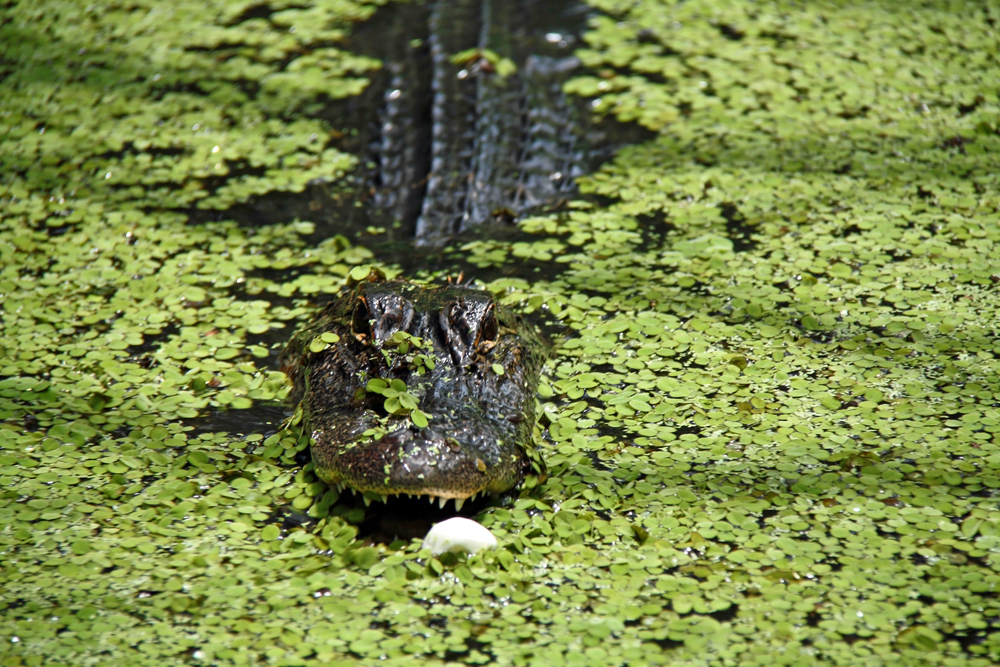 alligator