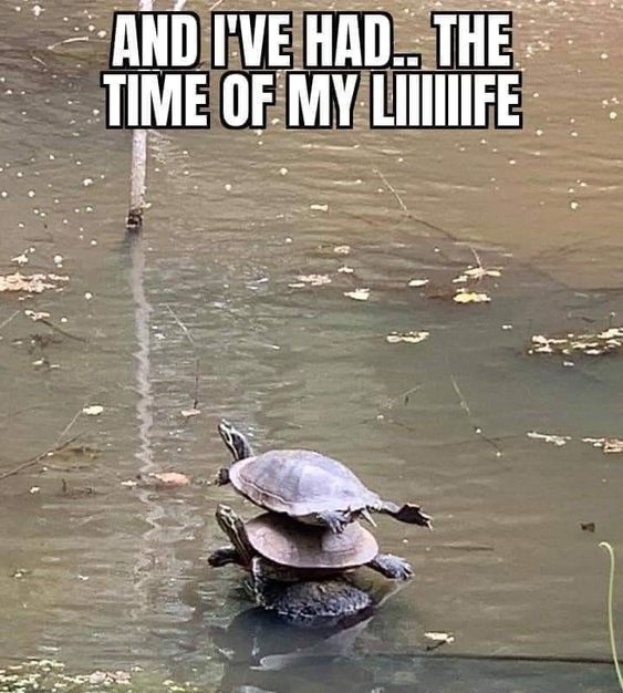 turtle memes