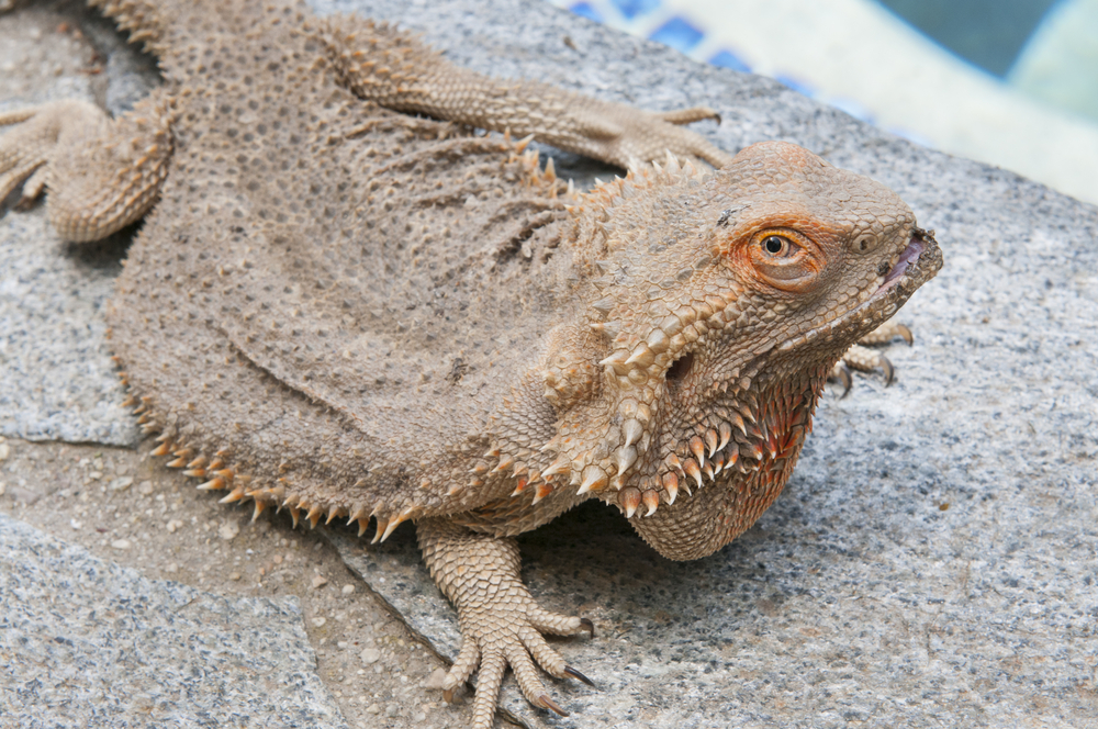 chinese water dragon swimming in pool