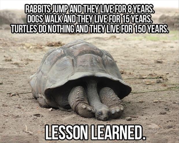 funny meme of turtle