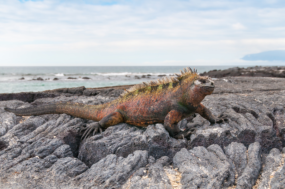 marine Galapagos iguana