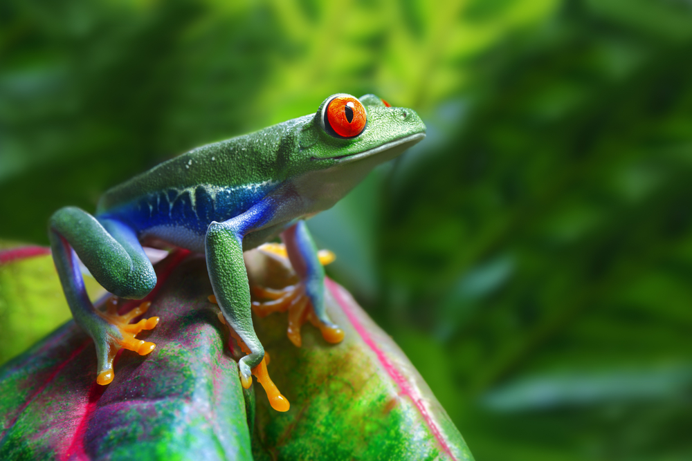 red-eyed tree frog's bright colors