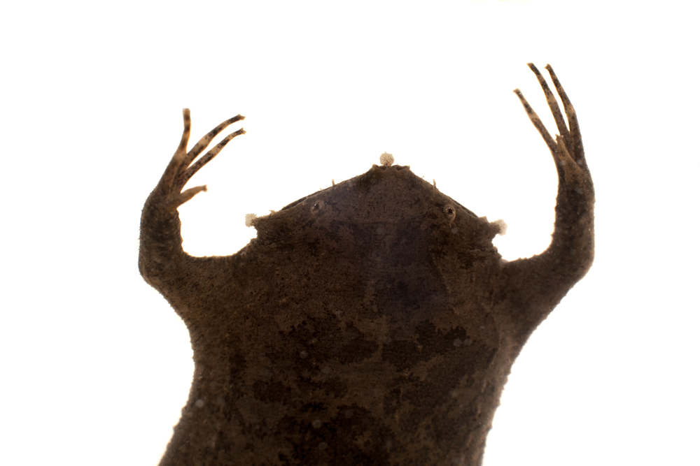 strange Surinam toad