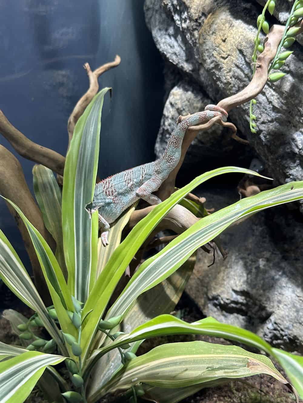 Panther Chameleon Care - Reptile.guide